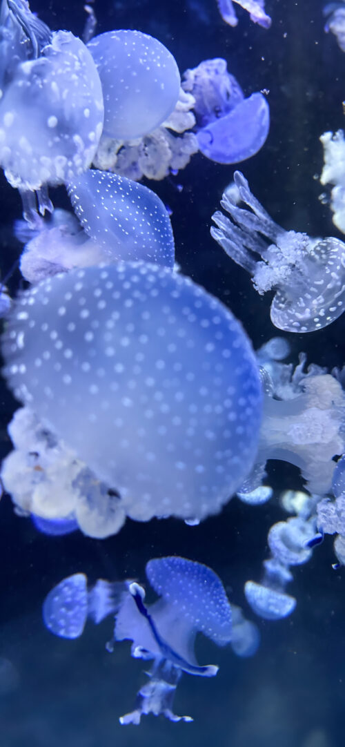 Medusas
