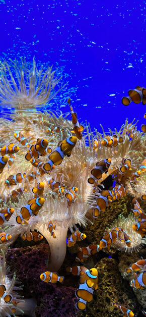 Clow Fishes