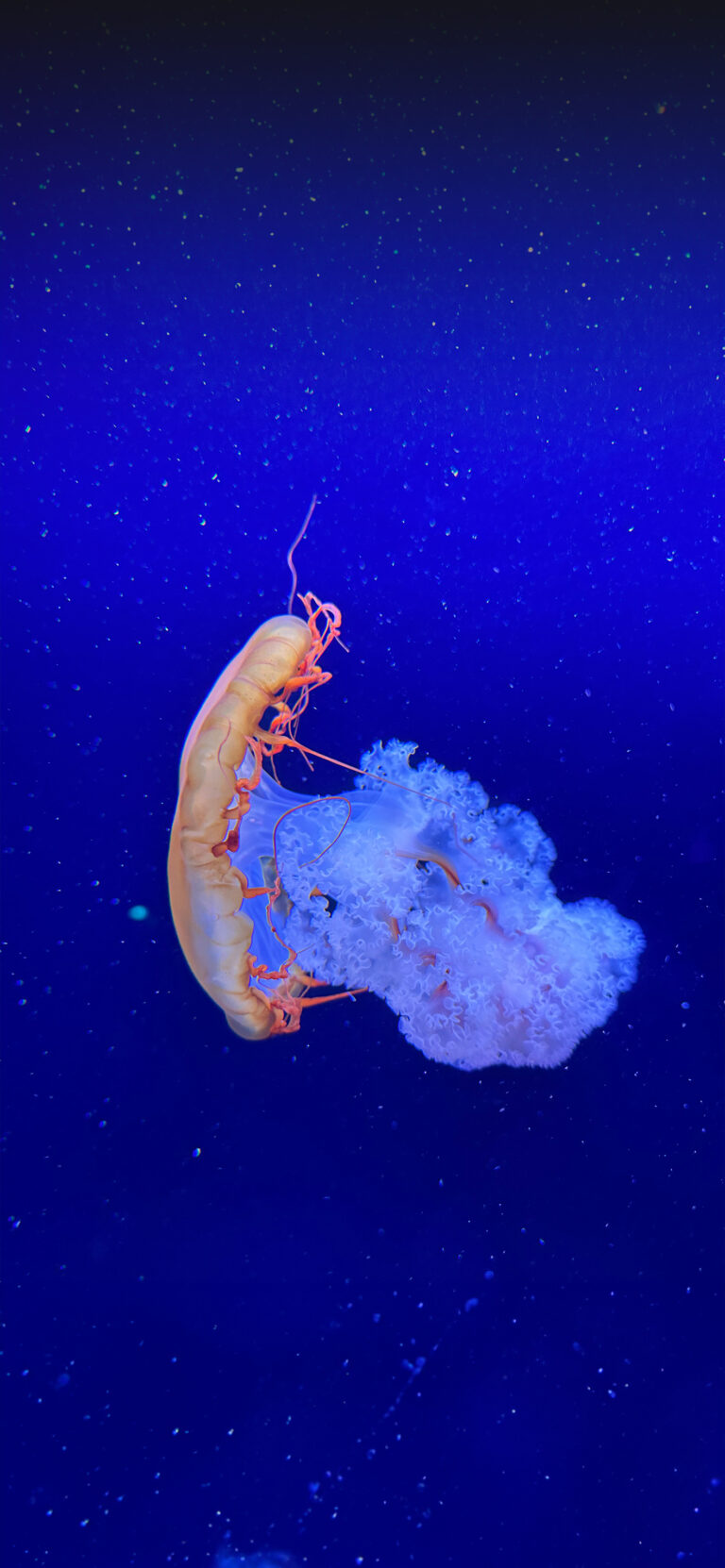 Default wallpaper of Jelly Fish from Paris Aquarium