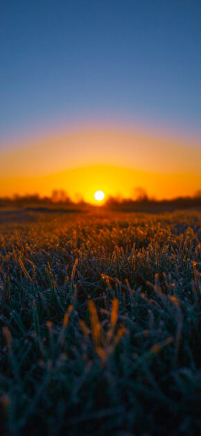 Sunset Field