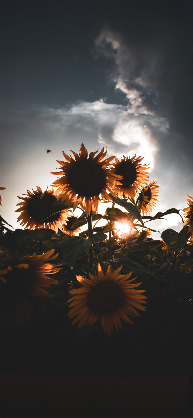 Default wallpaper of Sunflower by @Fabel_ph