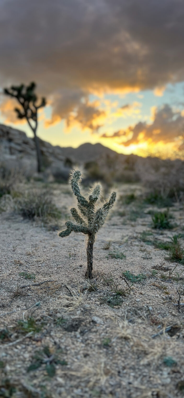 Default wallpaper of Joshua Tree