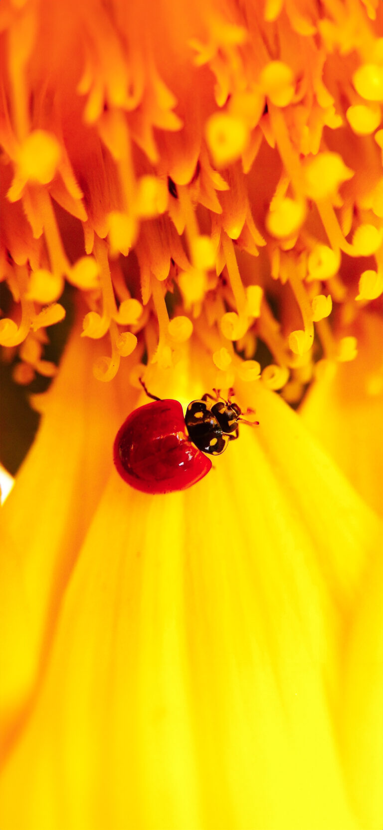 Default wallpaper of LadyBug | Macro