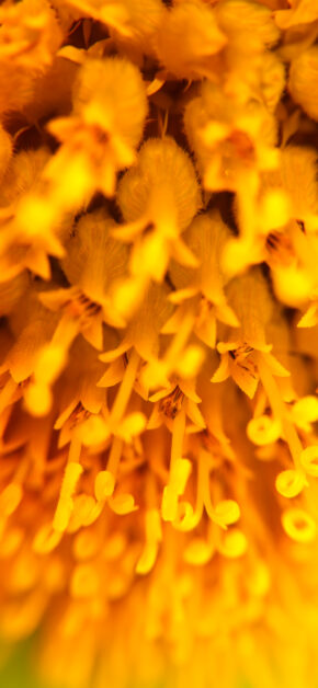 Flowers | Macro
