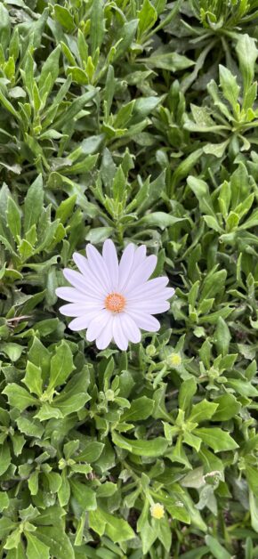 Daisy Flower