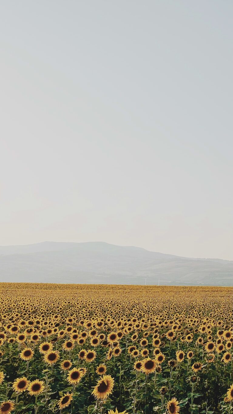 Default wallpaper of Sunflowers