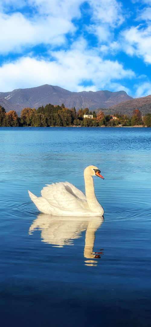 Swan