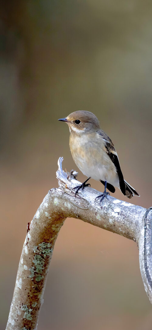 Pied Fly Catcher