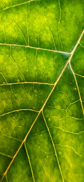 Leaf | Macro