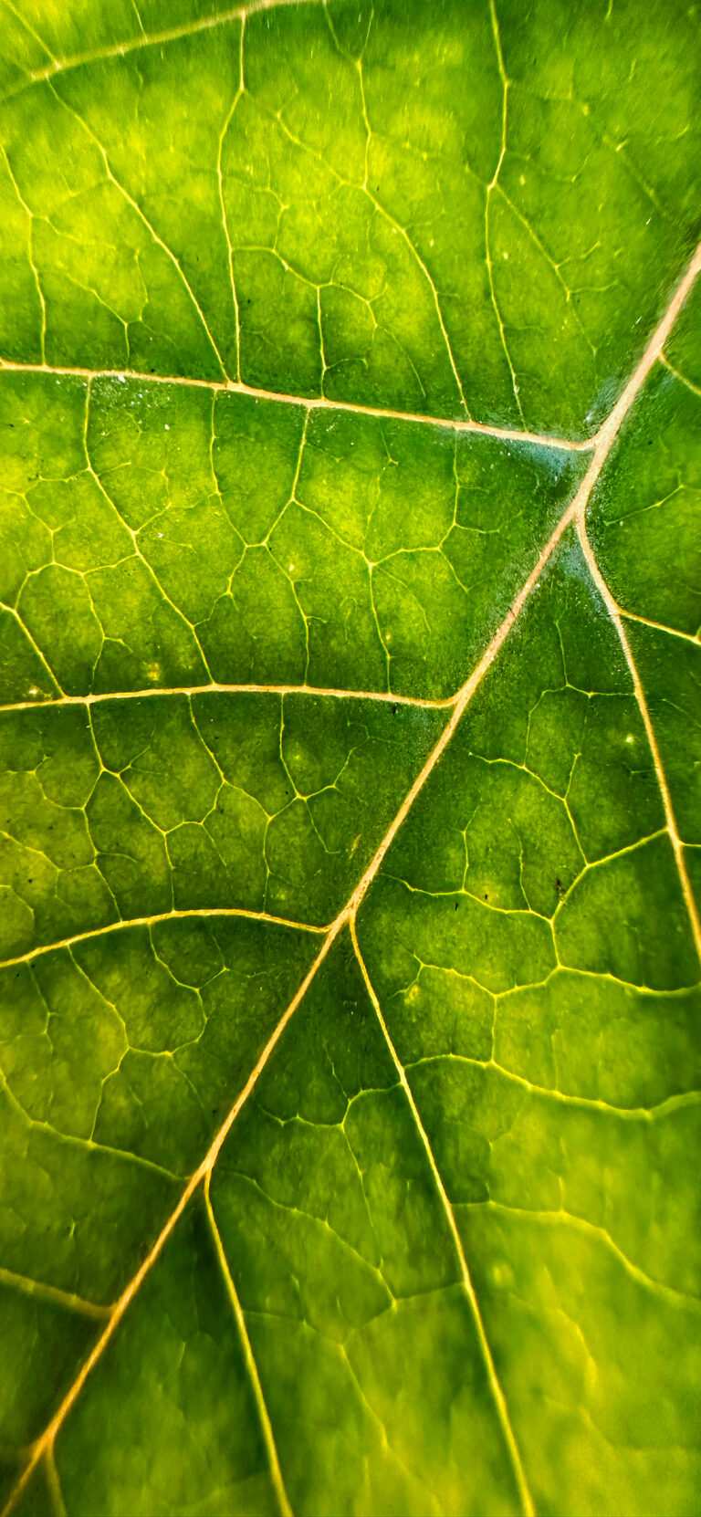 Default wallpaper of Leaf | Macro