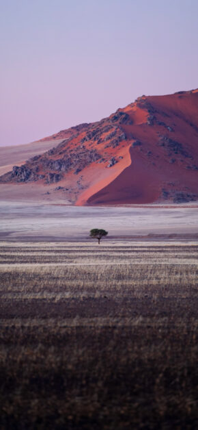 An only Tree