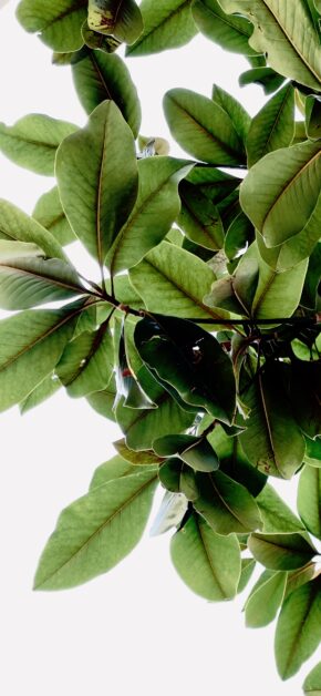 Green Leafs