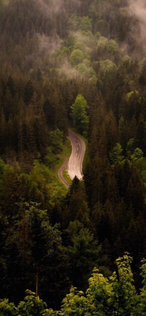 Forest Road
