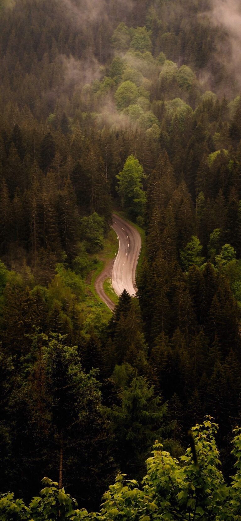 Default wallpaper of Forest Road