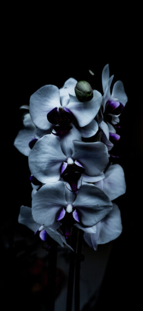 Flowers In The Dark