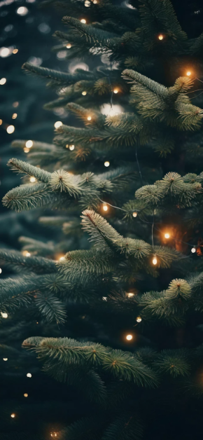 Christmas fir tree