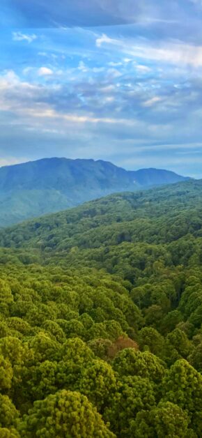 Manantlan Forest