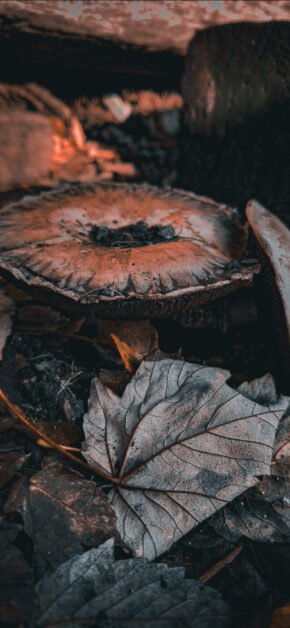 Mushroom | Autumn