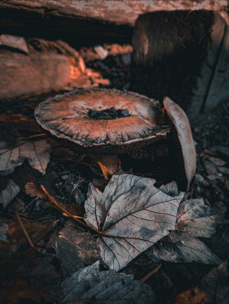 Default wallpaper of Mushroom | Autumn