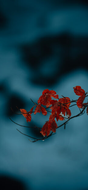 Winter Fagus