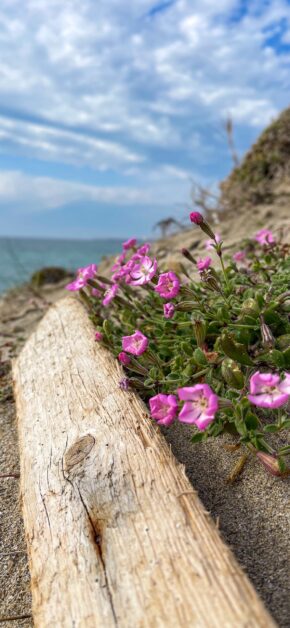 Flowers By The Sea