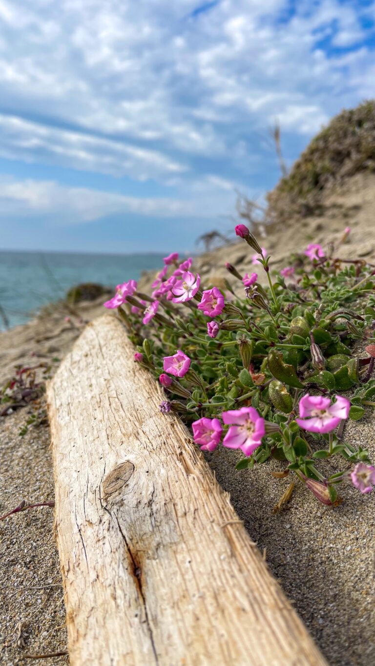 Default wallpaper of Flowers By The Sea