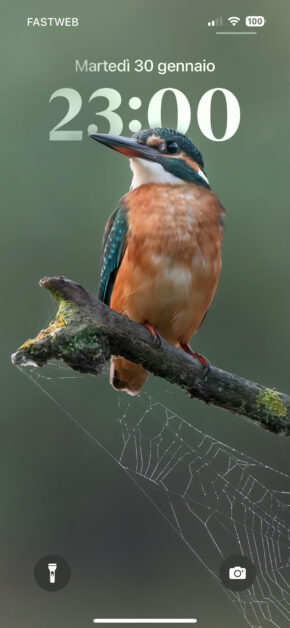 Kingfisher | Depth Effect