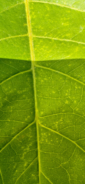 Macro Leaf