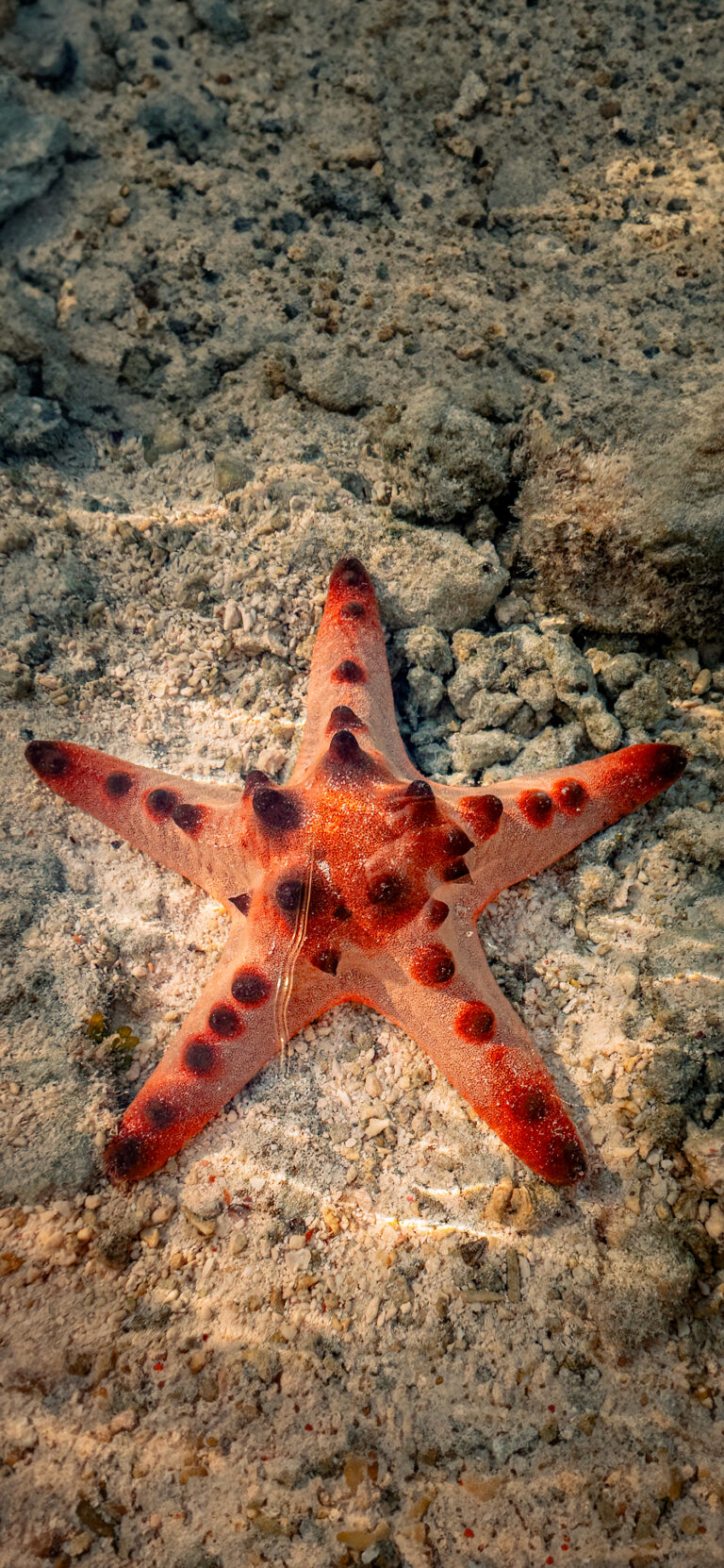 Default wallpaper of Starfish