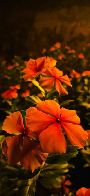 Flower Of Love
