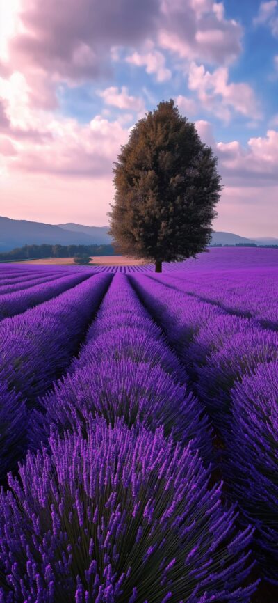 Wallpaper Lavender Field | Depth Effect