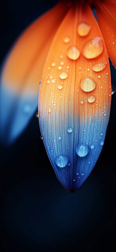 Wallpaper Colorful Petals OLED