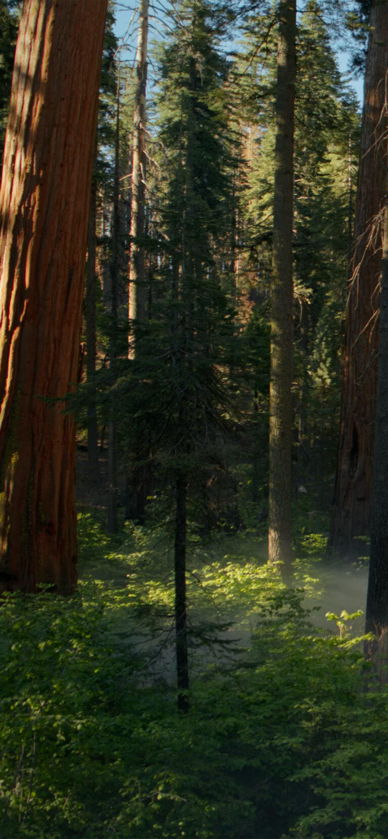 Default wallpaper of Official macOS Sequoia 15.0 Wallpaper 4K (Day)