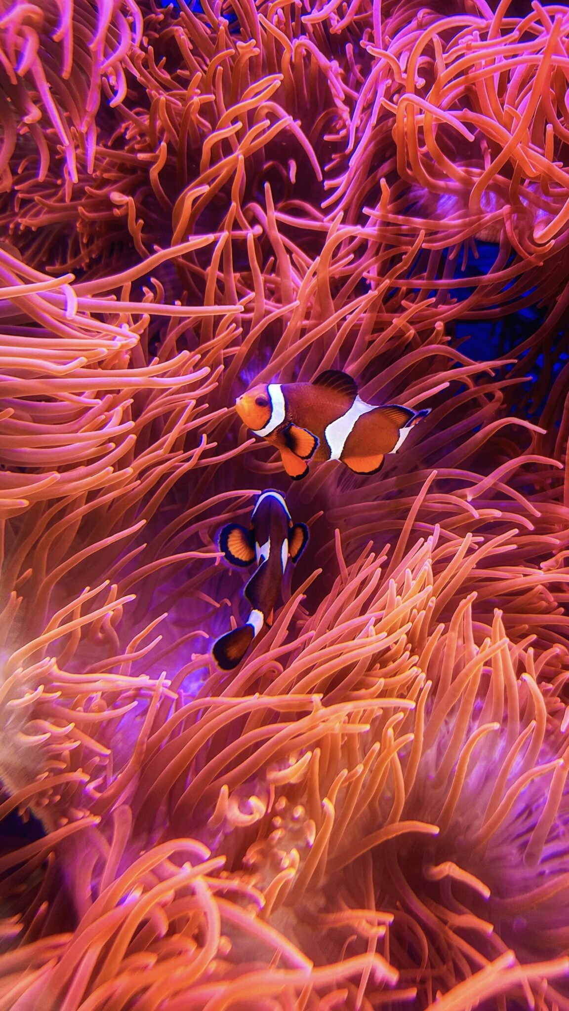 Pesce Pagliaccio E Anemoni Wallpapers Central