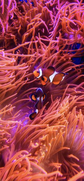 Pesce Pagliaccio E Anemoni
