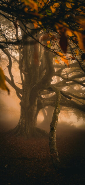 Autumn Forest