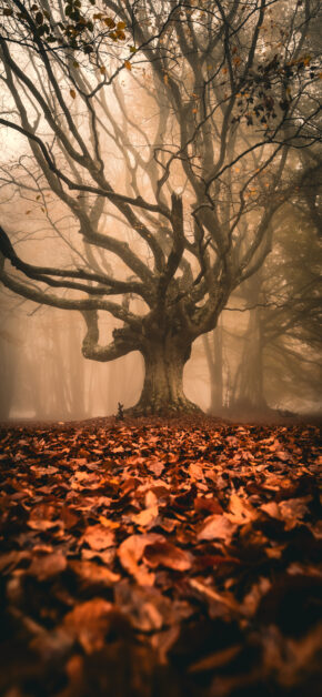 Autumn Mood