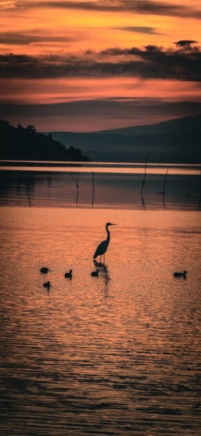 Silhoutte