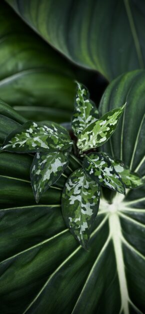 Leaves