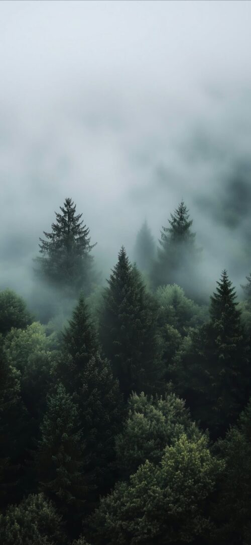 Misty Pines | Depth Effect