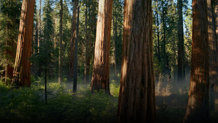 Nature / Landscape