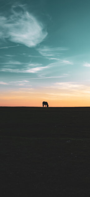 Horse Sunset