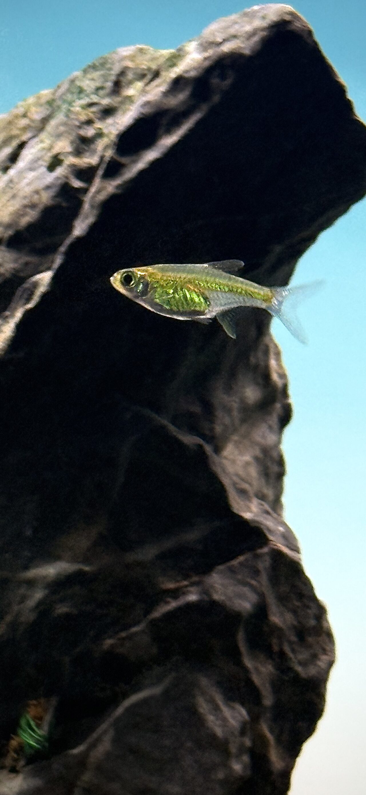 Kubotai Rasbora