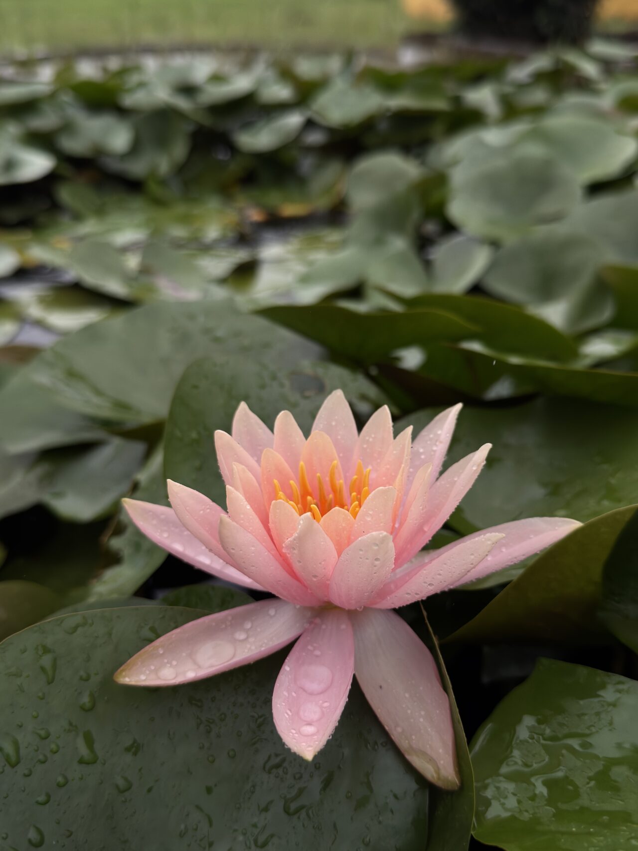 Lotus