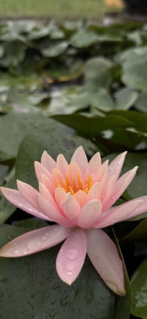 Lotus