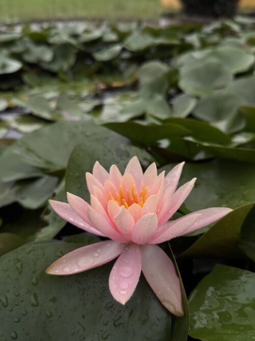 Lotus