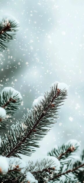 Fir Branch