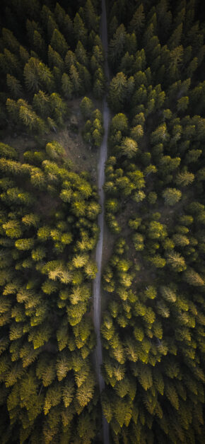 Deep Forest