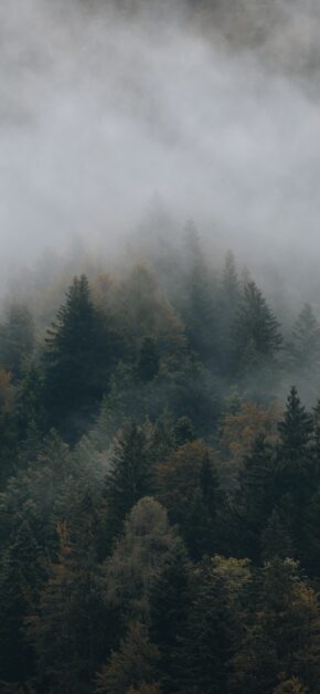 Moody Forest