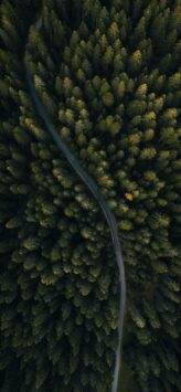 Forest From Above